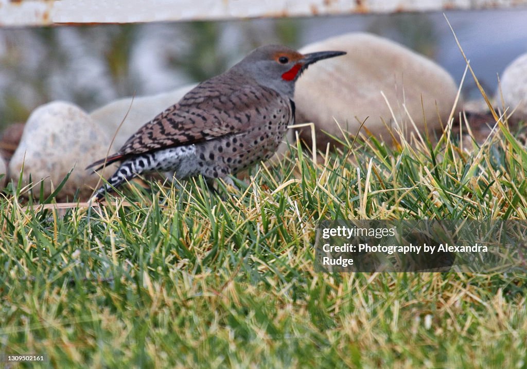 Northern flicker.