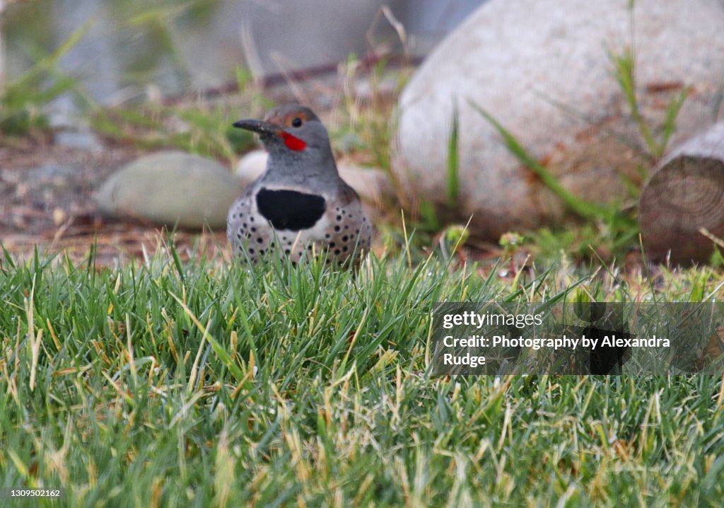 Northern flicker.