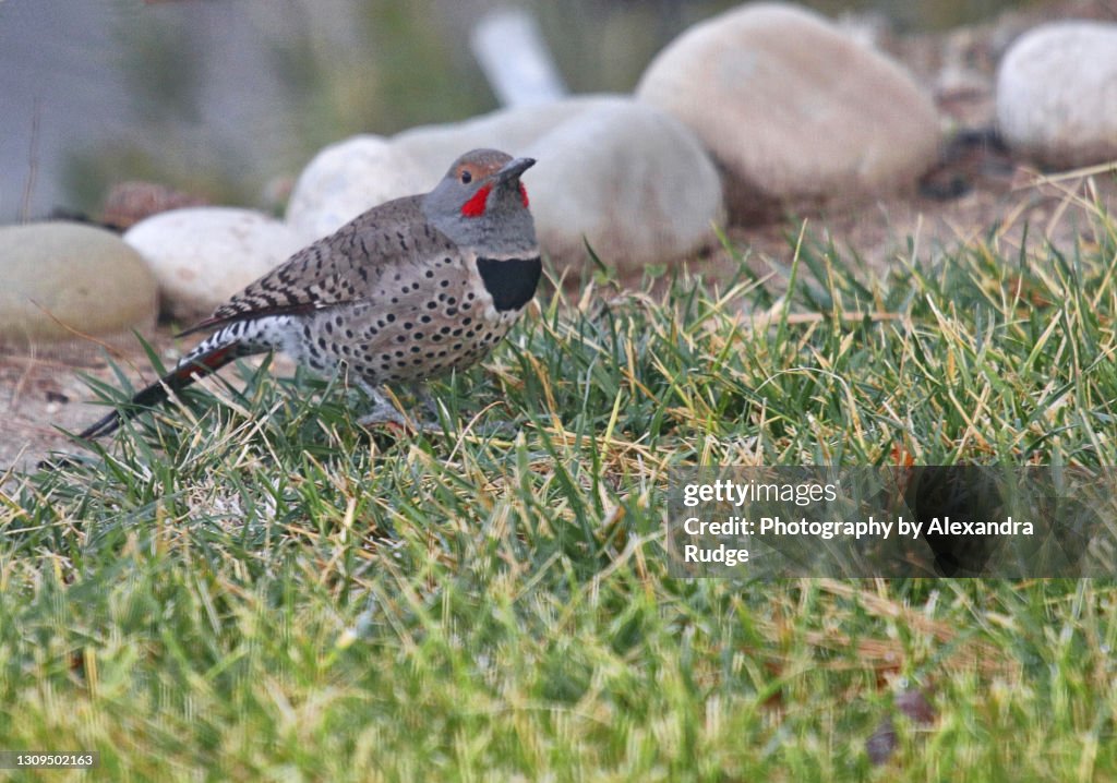 Northern flicker.
