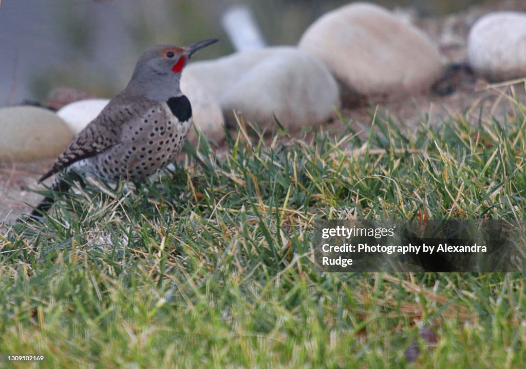 Northern flicker.