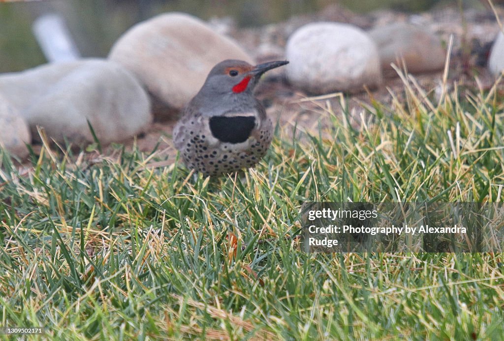 Northern flicker.