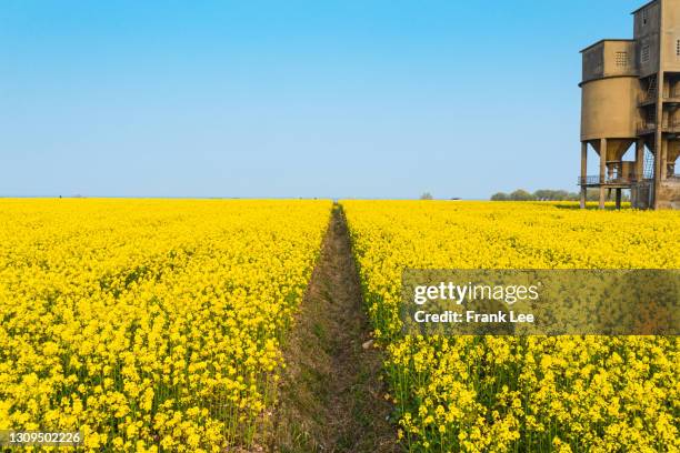 rape flower,qinghai province - qinghai province stockfoto's en -beelden