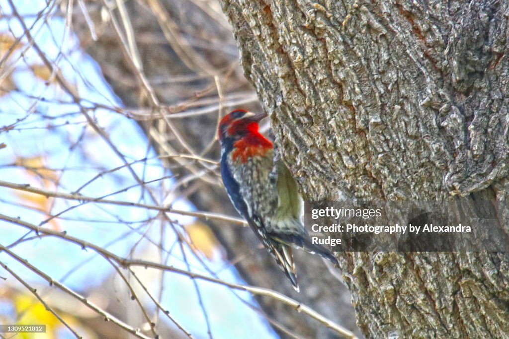 Red-breasted sapsucker.
