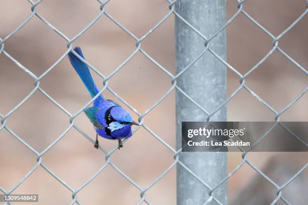 blue - zoology stock pictures, royalty-free photos & images