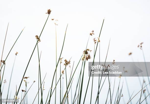 wild reed - reed grass family stock-fotos und bilder