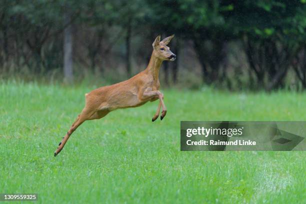 roe deer, capreolus capreolus, running in meadow - roe deer female stock pictures, royalty-free photos & images