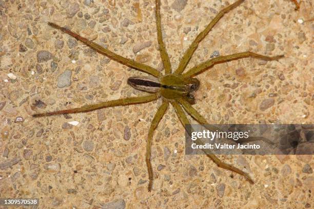 34 Green Huntsman Spider Stock Photos and High-Res Images - Getty