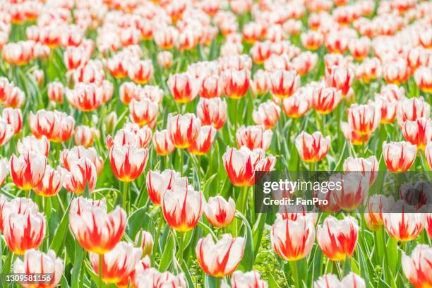 tulip flower sea - hdri background stock pictures, royalty-free photos & images