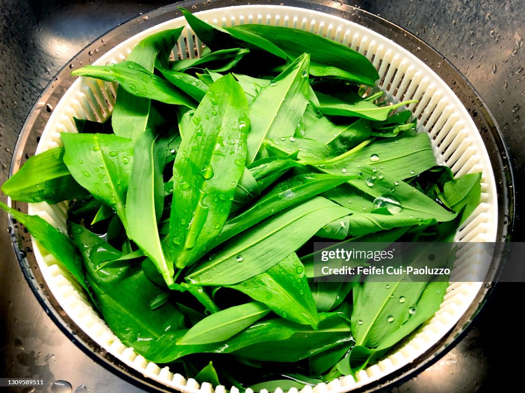 Bear leek