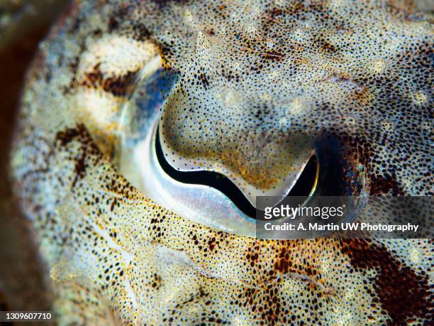 cuttlefish eye close-up - cephalopod stockfoto's en -beelden