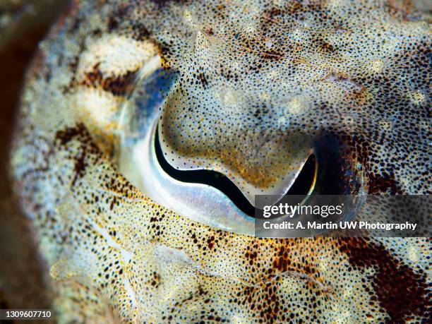 cuttlefish eye close-up - cuttlefish stock pictures, royalty-free photos & images