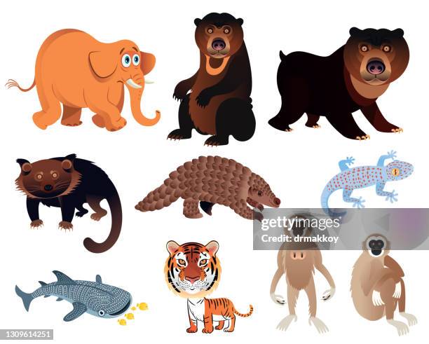 thailand animals - tiger salamander stock illustrations