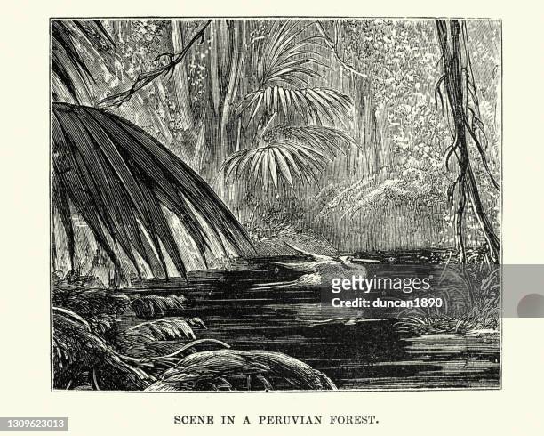 scene in a peruvian forest, 19th century - south american culture stock illustrations