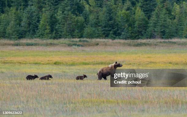 vrouwelijke grizzly, bruine beer, arctos ursus, met haar welpen, alaska - sow bear stockfoto's en -beelden