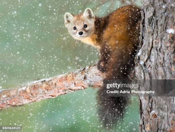 cute  pine marten in winter - martens stock pictures, royalty-free photos & images