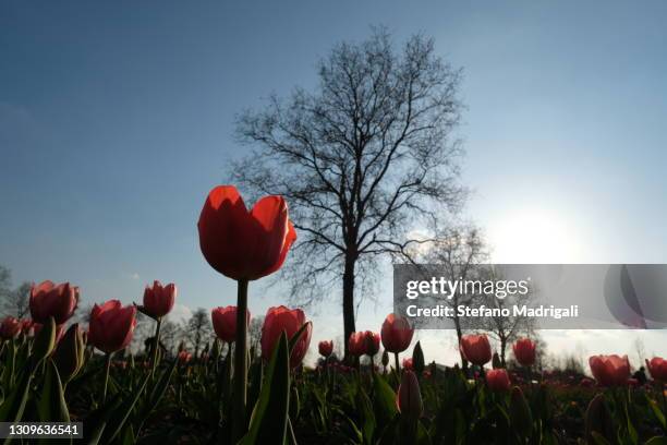 colorful tulips in spring with tree - spring song tulip stock pictures, royalty-free photos & images