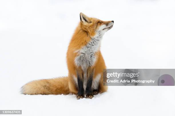 beautiful red fox looking up - fox stock-fotos und bilder