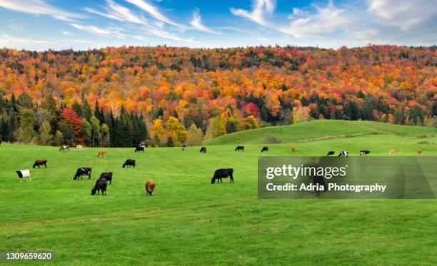 cattle grazing green fields in vermont - dairy pasture stock pictures, royalty-free photos & images