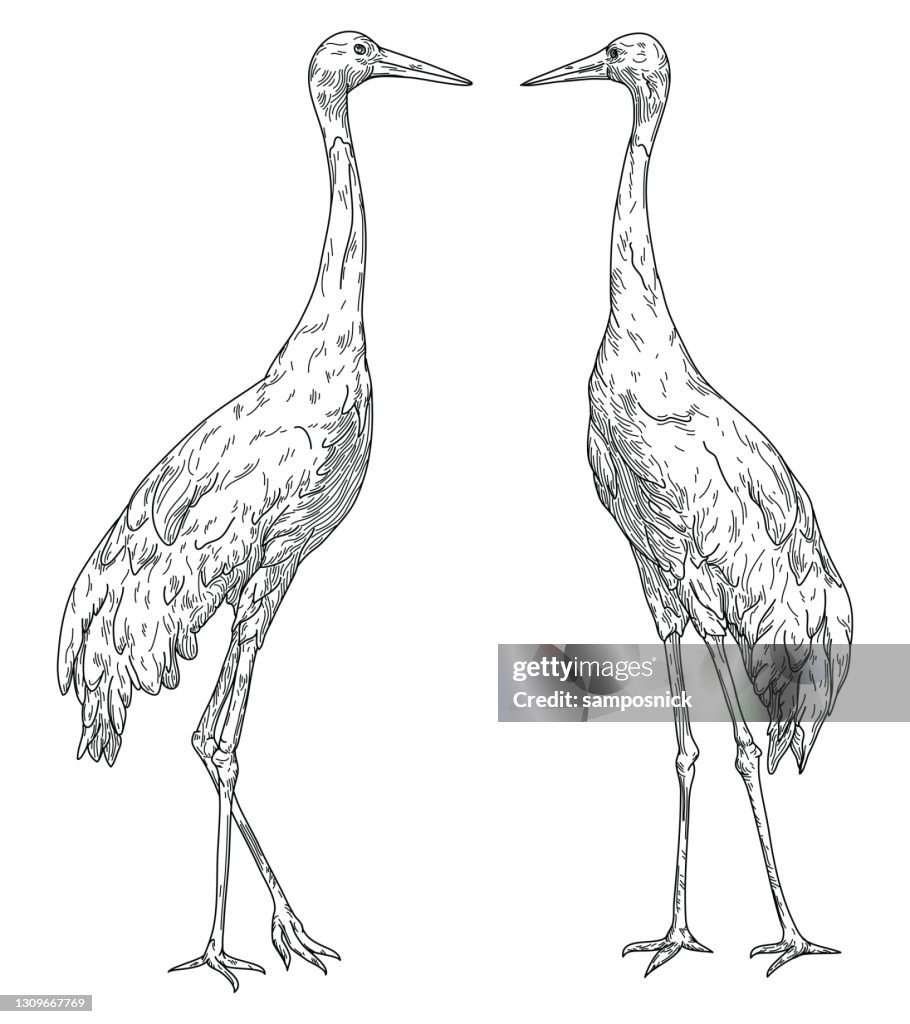 Standing Sarus Cranes