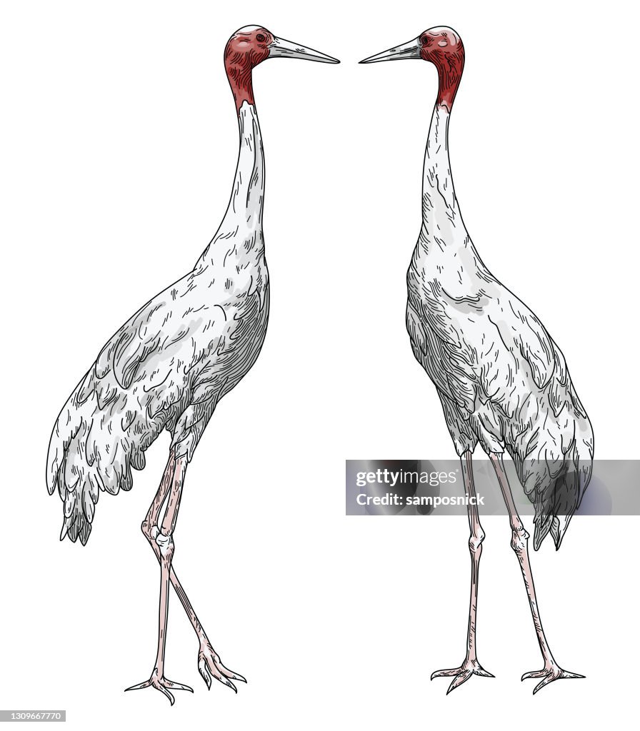 Standing Sarus Cranes