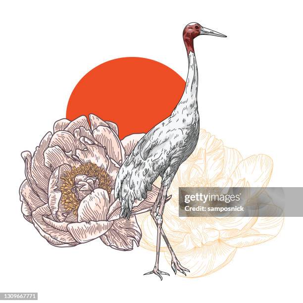 elegant sarus crane bird and floral composition - antigone stock illustrations