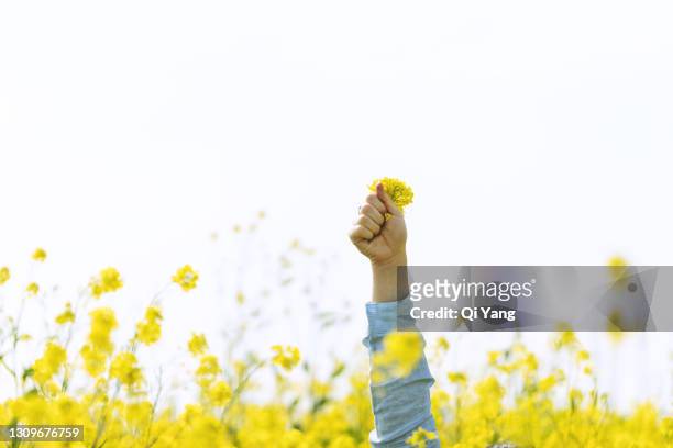 close up of woman hand holding rapeseed flowers - leadership fist ストックフォトと画像