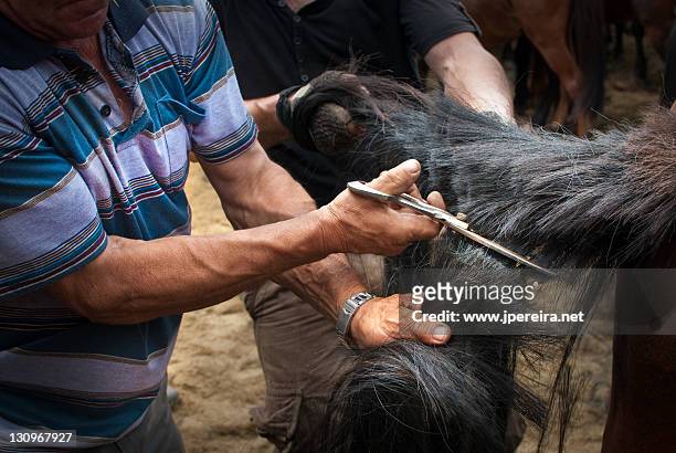 beasts of rapa, sabucedo, pontevedra - horse tail stock pictures, royalty-free photos & images