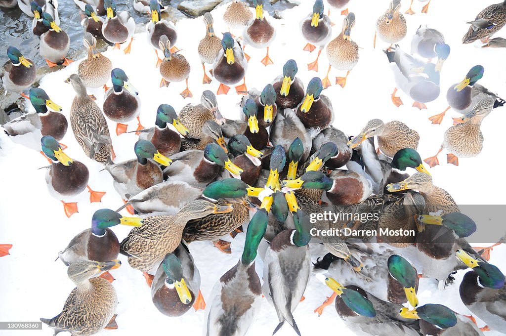 Ducks feeding in winter