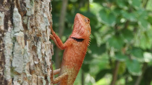 87 Calotes Versicolor Videos and HD Footage - Getty Images