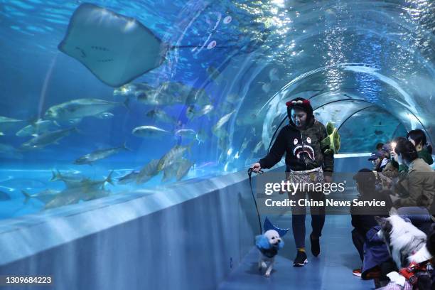 Pet dog led by its owner attends an animal runway show at Nanjing Underwater World on March 28, 2021 in Nanjing, Jiangsu Province of China.