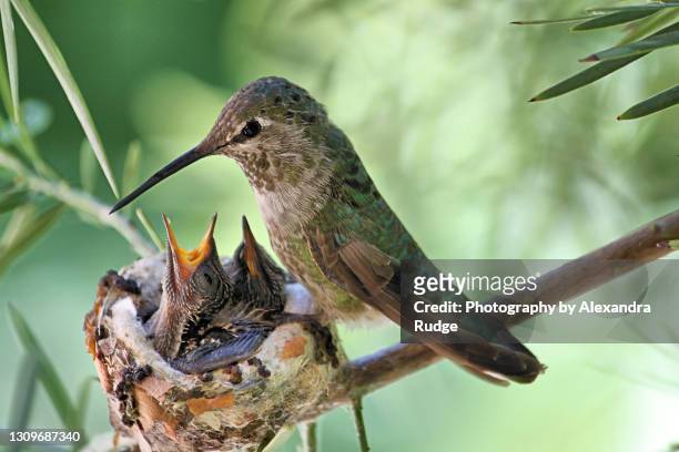 anna's hummingbird with chicks. - birds nest stock pictures, royalty-free photos & images