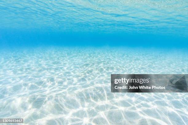 underwater. pristine seawater. eyre peninsula. south australia. - peu profond photos et images de collection