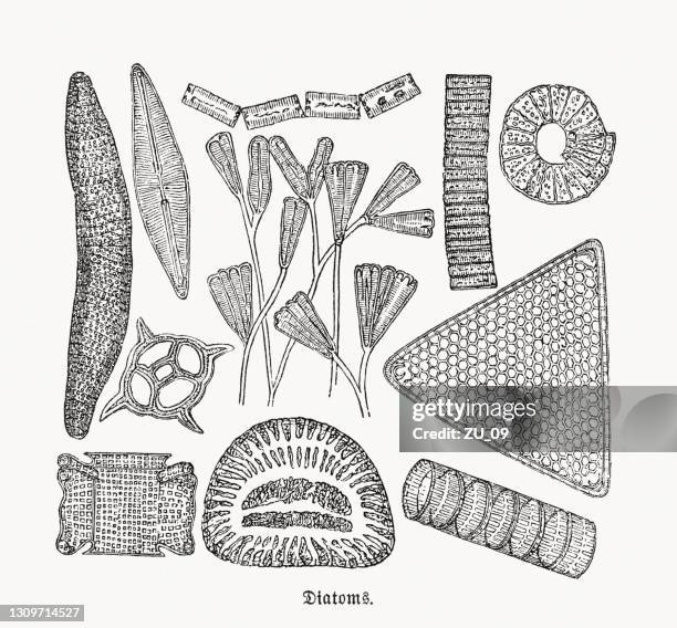 diatoms (bacillariophyta), wood engravings, published in 1893 - phytoplankton stock illustrations