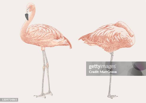 snoozing flamingoes - flamingo stock illustrations