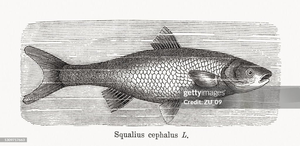 European chub (Squalius cephalus), wood engraving, published in 1893
