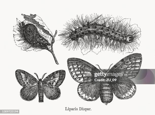gypsy moth (lymantria dispar dispar), wood engravings, published in 1893 - cocoon animal stage stock illustrations