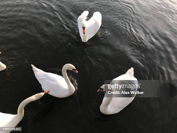 group of swans in calm water - cygnet stock pictures, royalty-free photos & images