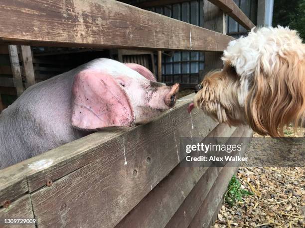 cockapoo dog face to face with a piglet - ferkel stock-fotos und bilder