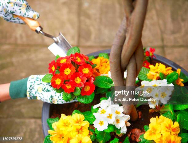 planting flowers - primrose stock pictures, royalty-free photos & images