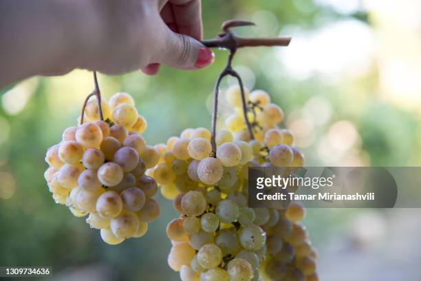 grapes hanging by a hand - tamar of georgia fotografías e imágenes de stock