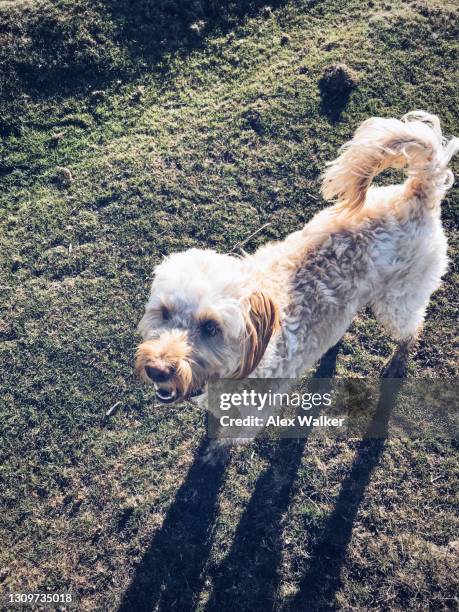 Cockapoo Photos and Premium High Res Pictures - Getty Images