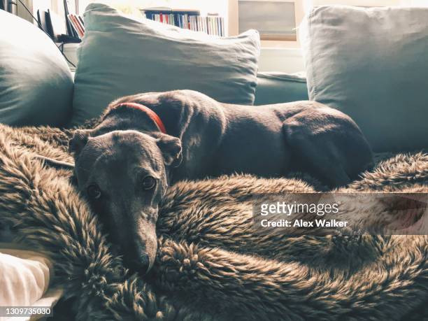 greyhound lying on fluffy rug - hunderennen stock-fotos und bilder