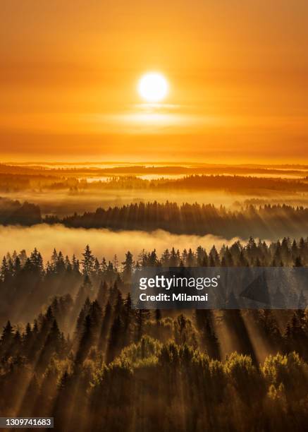 golden beautiful foggy forest sunbeams, aulanko, finland - sunrise dawn stock-fotos und bilder