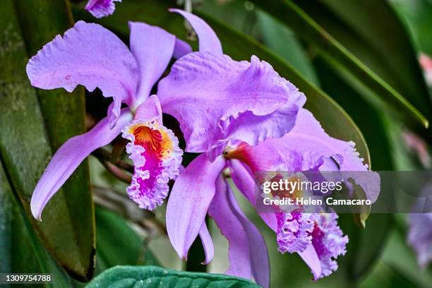 purple orchid in natural environmental - orquideas stock pictures, royalty-free photos & images