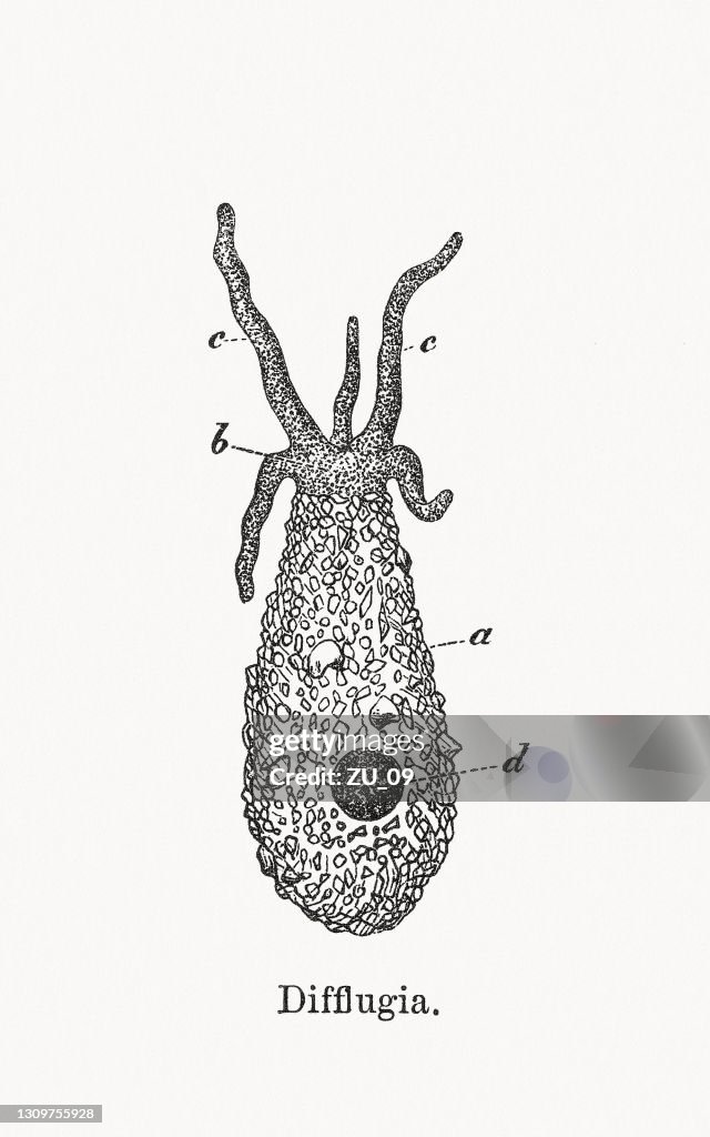Difflugia (Arcellinida), wood engraving, published in 1893