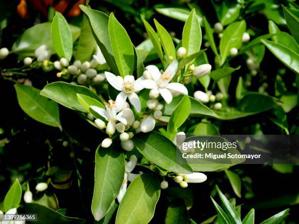 orange trees in bloom - citrus blossom stock pictures, royalty-free photos & images