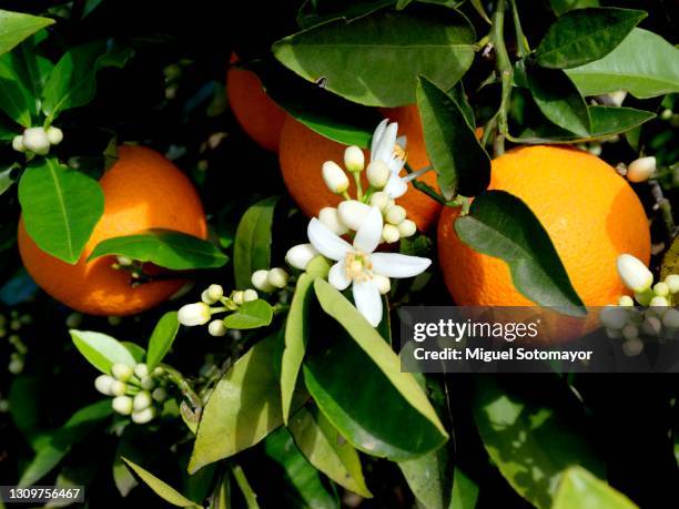 orange trees in bloom - zagara foto e immagini stock