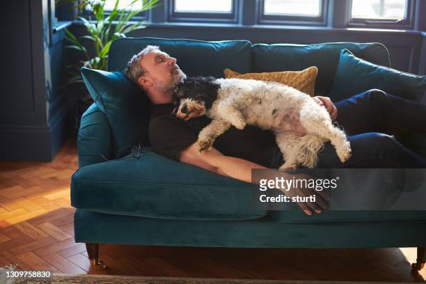 man's best friend - sofa stock pictures, royalty-free photos & images
