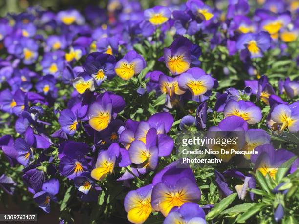 purple pansies - afrodisíaco fotografías e imágenes de stock