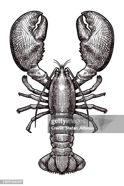 stockillustraties, clipart, cartoons en iconen met vector tekening van een kreeft - lobster seafood